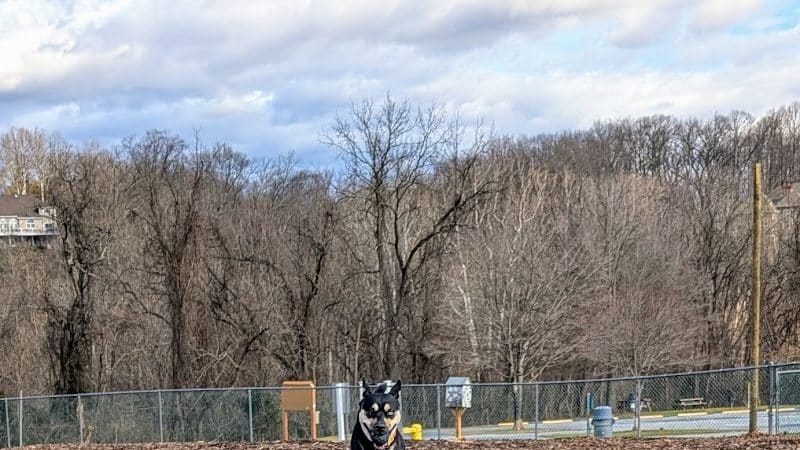 Doggie Dugout-Registration Required - Bowmansdale, PA
