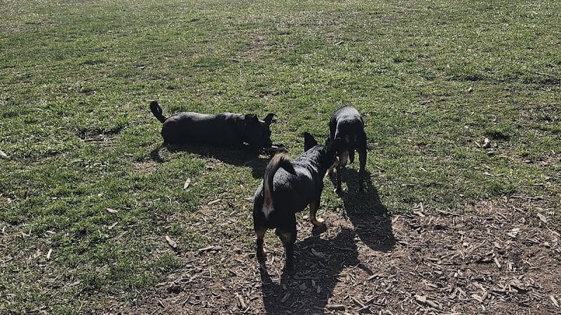 Doggie Dugout-Registration Required - Bowmansdale, PA