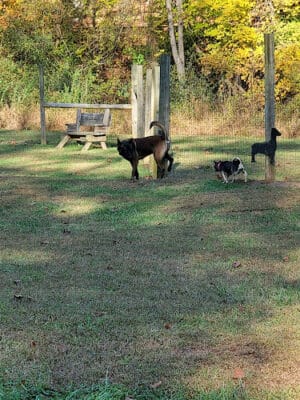 Bridgeport Bark Park