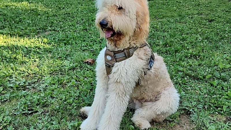 Bridgeport Bark Park - Bridgeport, WV