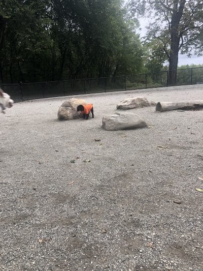 Pelham Bay Dog Run - Bronx, NY