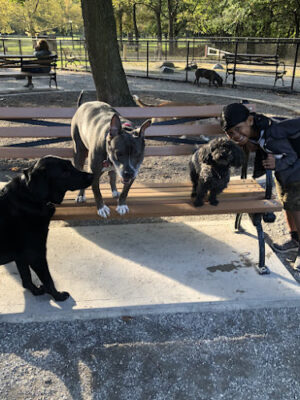 Pelham Bay Dog Run
