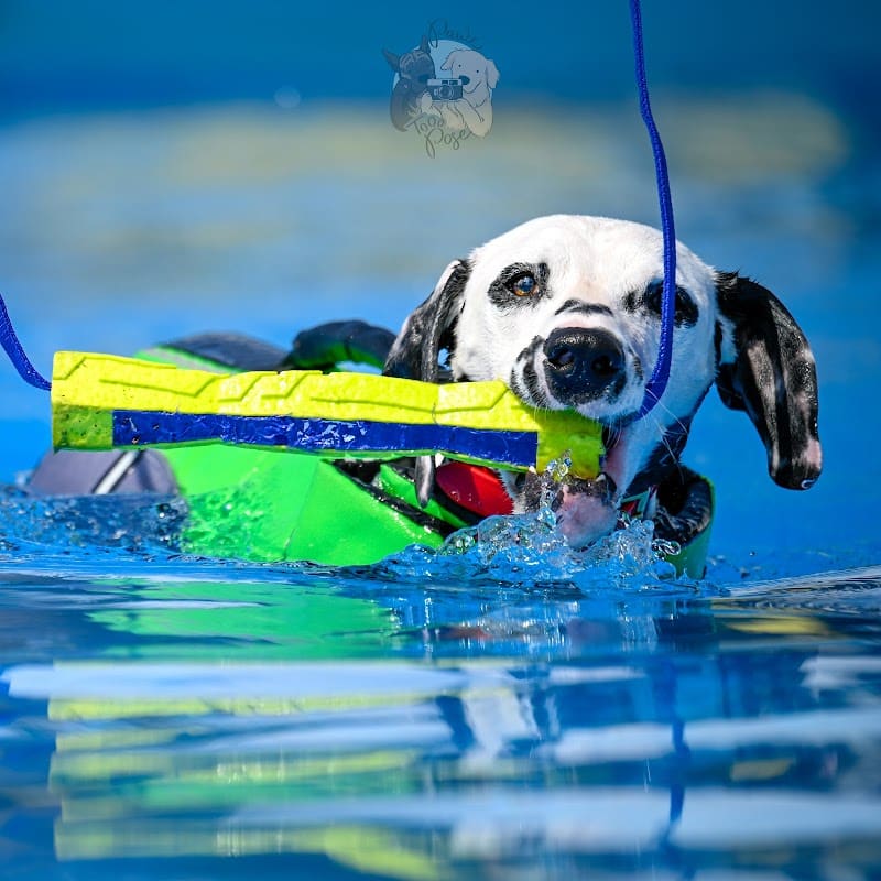 K9 Splash Zone - Brookville, OH