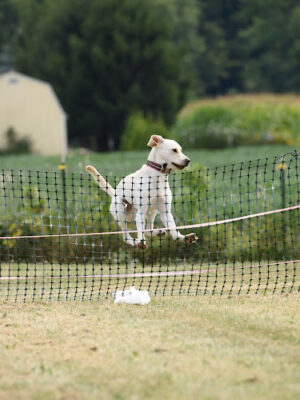 K9 Splash Zone