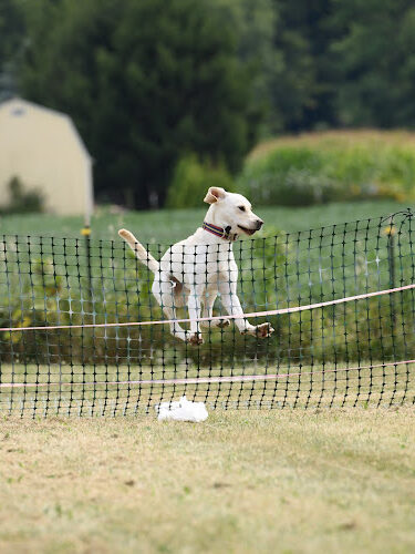 K9 Splash Zone