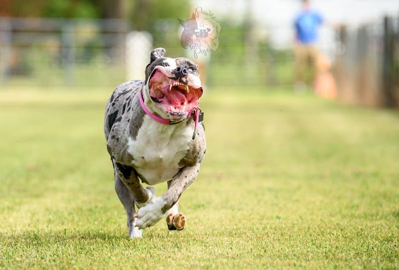 K9 Splash Zone - Brookville, OH