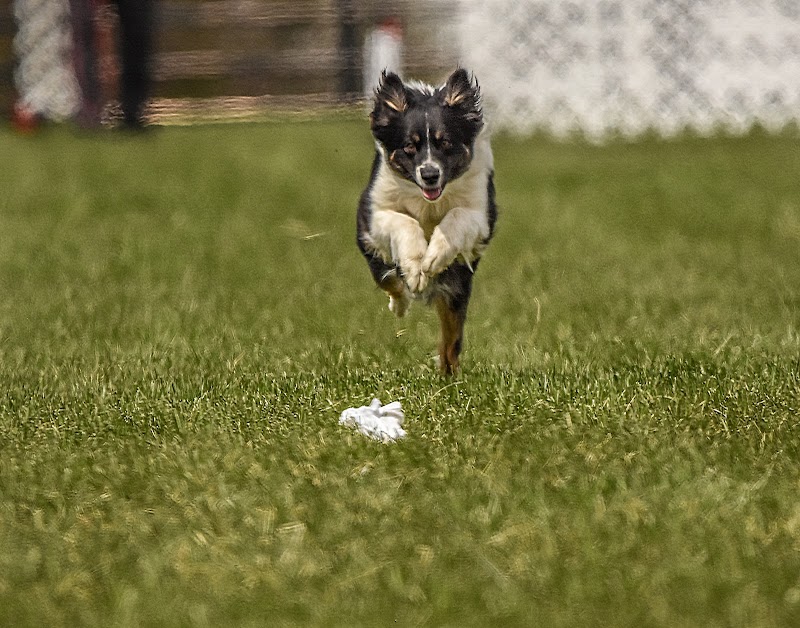 K9 Splash Zone - Brookville, OH