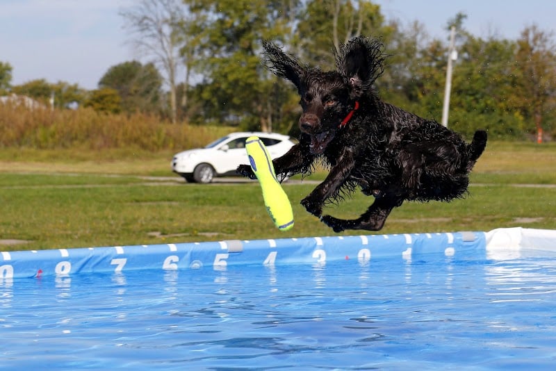 K9 Splash Zone - Brookville, OH