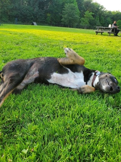 Brunswick Dog Park - Brunswick, OH
