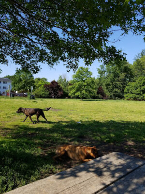 Brunswick Dog Park