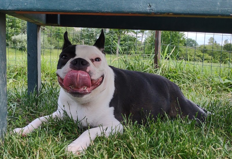 Brunswick Dog Park - Brunswick, OH