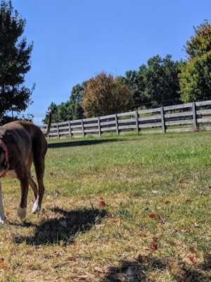 Boone County Dog Park
