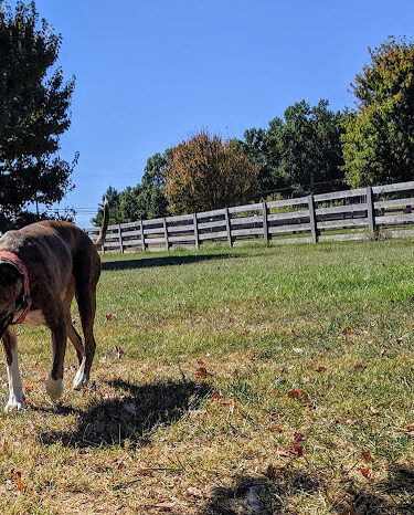 Boone County Dog Park
