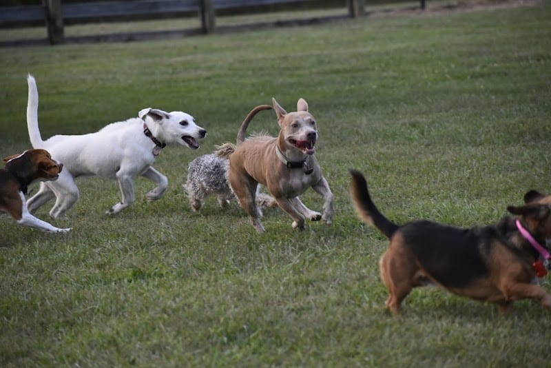 Boone County Dog Park - Burlington, KY