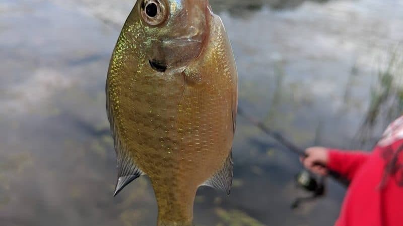 Wolf Run State Park - Caldwell, OH