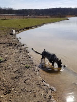 Dog Park
