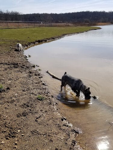 Dog Park
