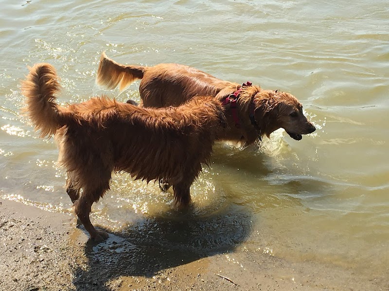 Dog Park - Cambridge, OH
