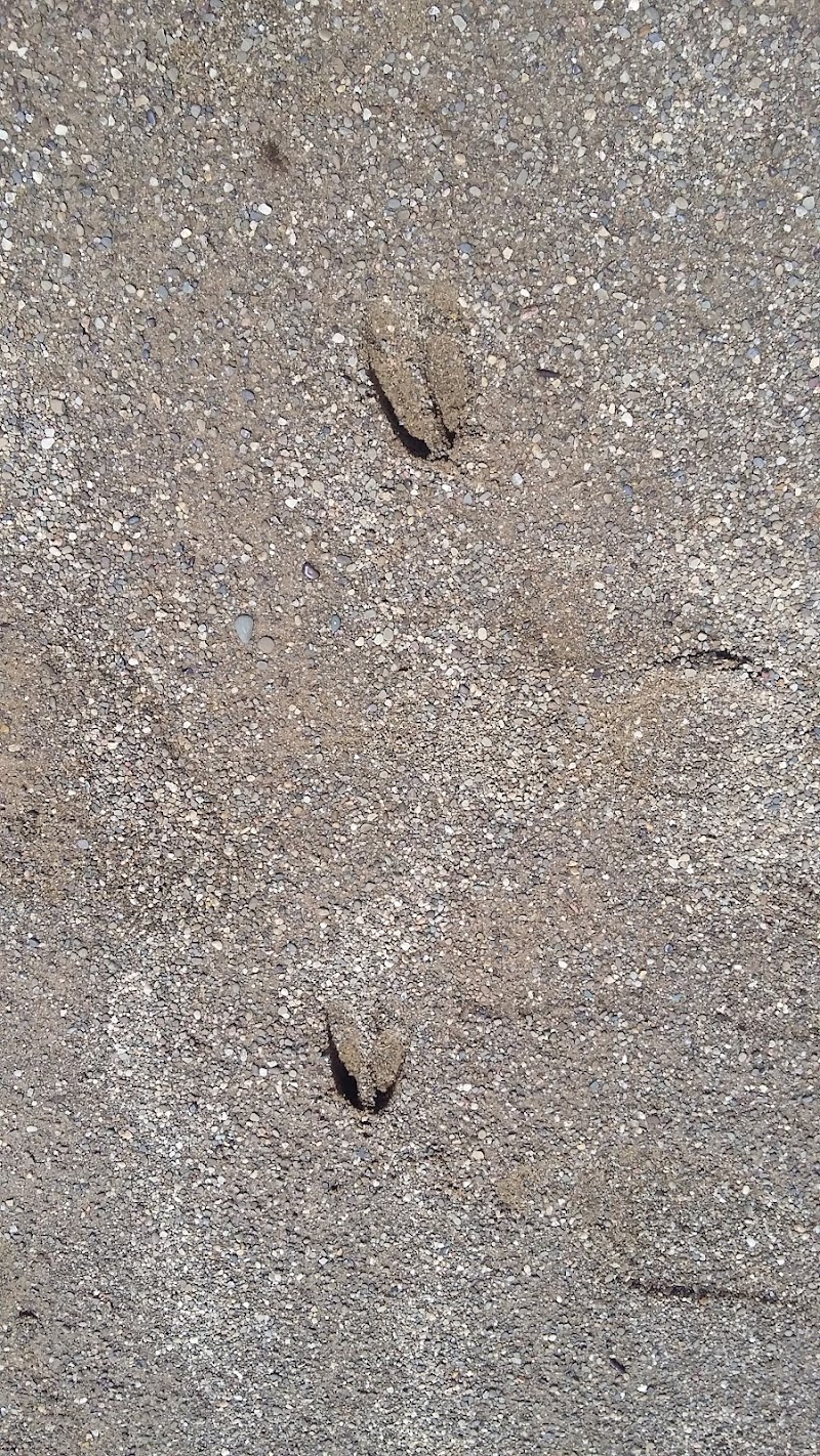 Dog Park - Cambridge, OH