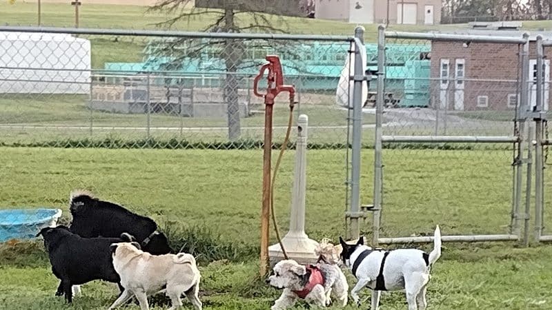 Canal Fulton Dog Park - Canal Fulton, OH