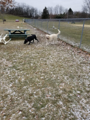 Canal Fulton Dog Park