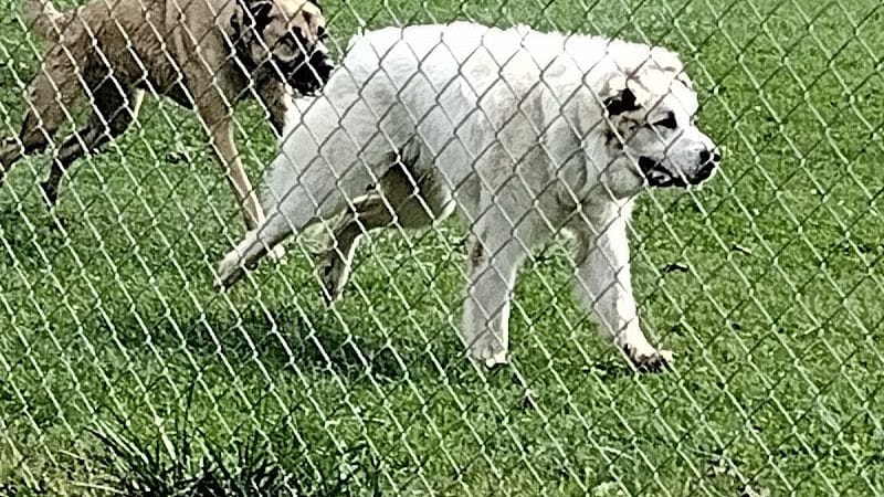 Canal Fulton Dog Park - Canal Fulton, OH