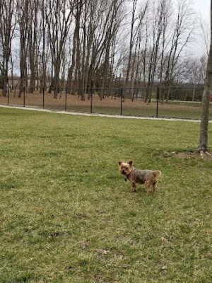 Ariss Park Dog Run