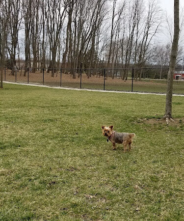 Ariss Park Dog Run