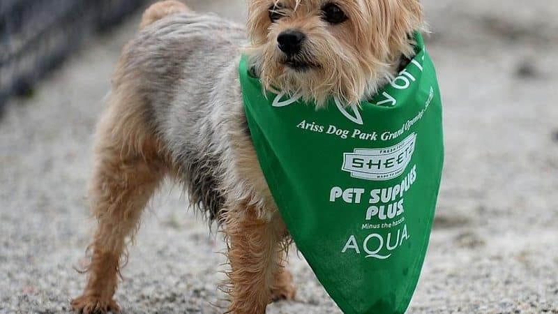 Ariss Park Dog Run - Canton, OH