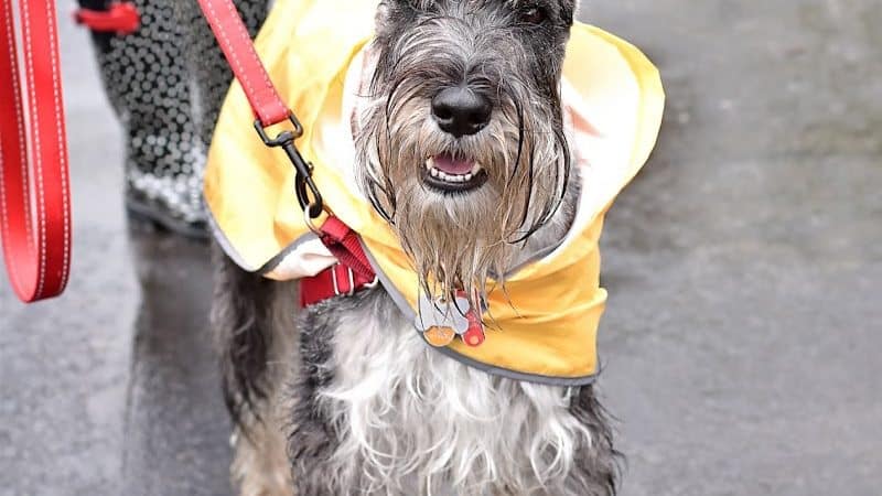 Ariss Park Dog Run - Canton, OH