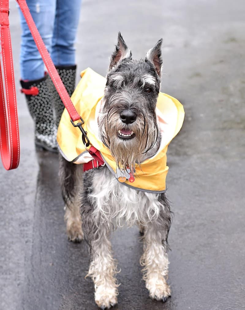 Ariss Park Dog Run - Canton, OH