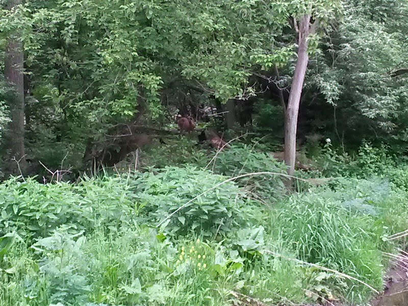 Covered Bridge Park - Canton, OH