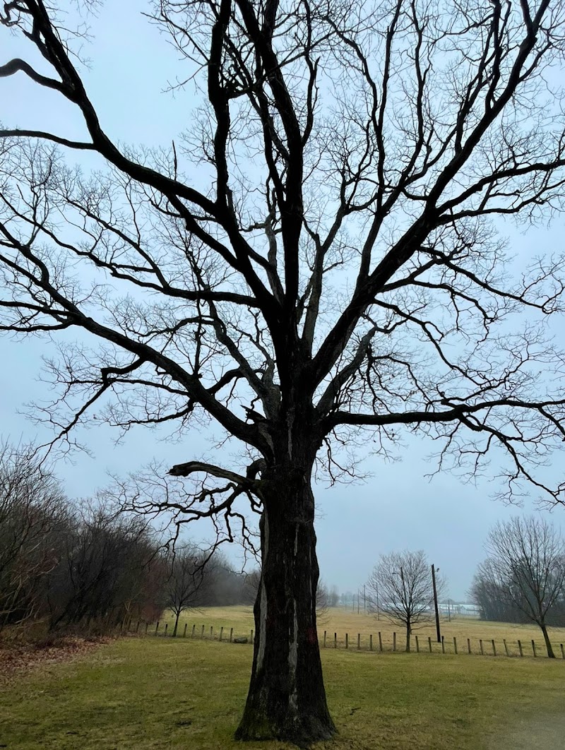 Mallonn Park - Canton, OH