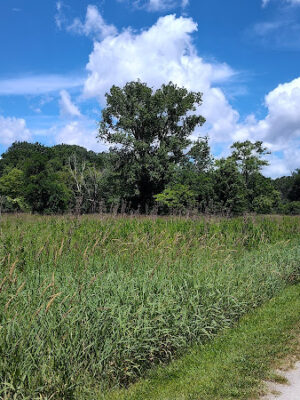Middle Branch Trail