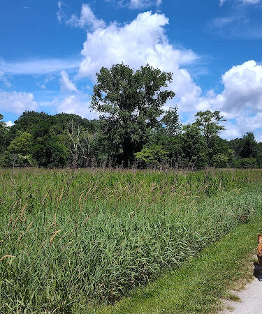 Middle Branch Trail