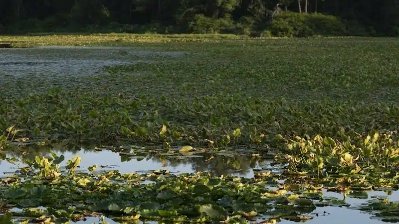 Stark Parks - Canton, OH