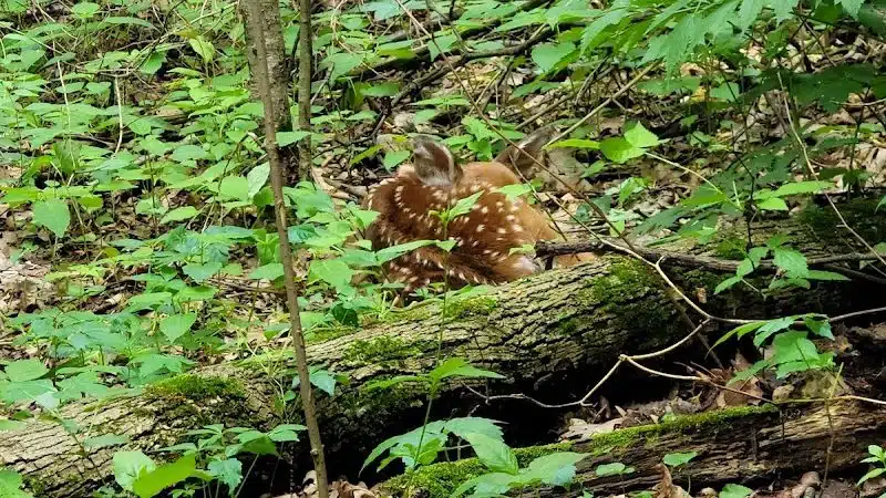 Stark Parks - Canton, OH