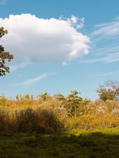Tam O'Shanter Park - Canton, OH