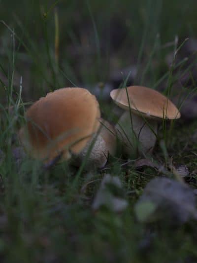 Vassar Park - Canton, OH