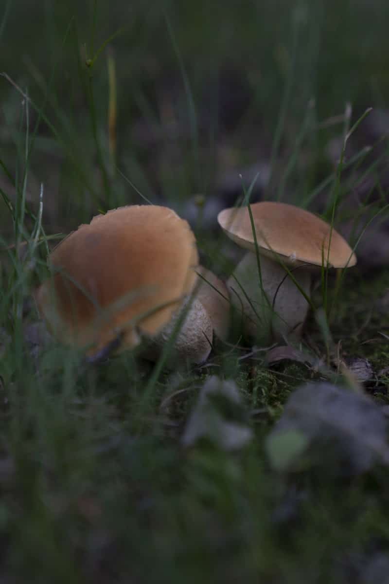 Vassar Park - Canton, OH