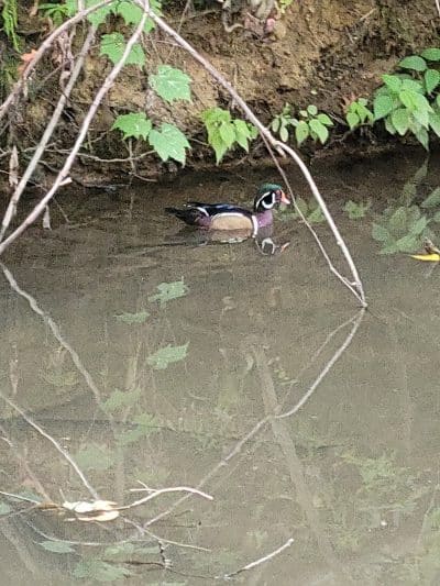 West Branch Trail - Canton, OH