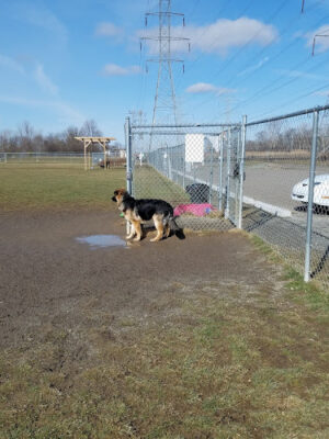 Canton Dog Park