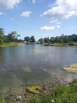 The Duck Pond
