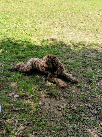 Centerville Mills Dog Park - Chagrin Falls, OH