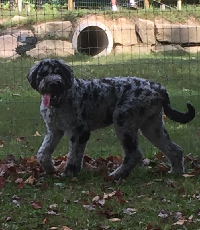 Centerville Mills Dog Park - Chagrin Falls, OH