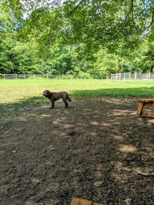 Centerville Mills Dog Park