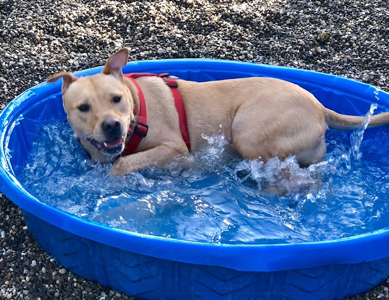Centerville Mills Dog Park - Chagrin Falls, OH