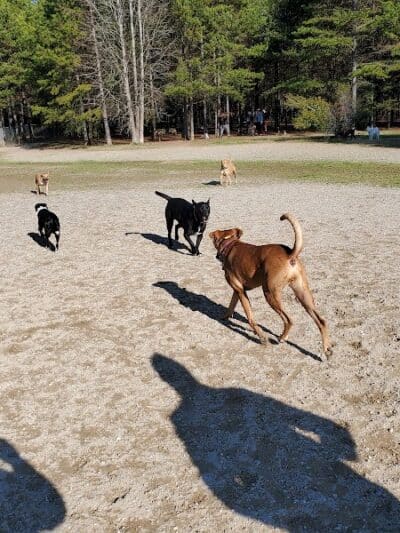 Shuffletown Dog Park - Charlotte, NC