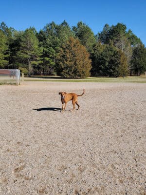 Shuffletown Dog Park