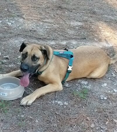 Shuffletown Dog Park - Charlotte, NC